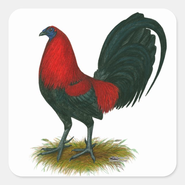American Gamecock:  Brown Red Square Sticker (Front)