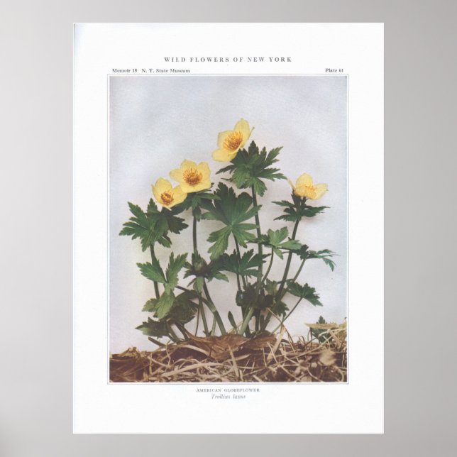 American Globeflower - Trollius laxus Poster (Front)
