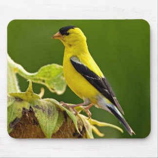 American Gold Finch Mouse Mat