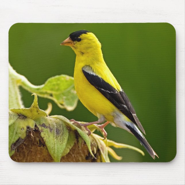 American Gold Finch Mouse Mat (Front)