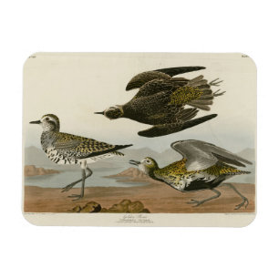 American Golden-Plover, Audubon's Birds of America Magnet