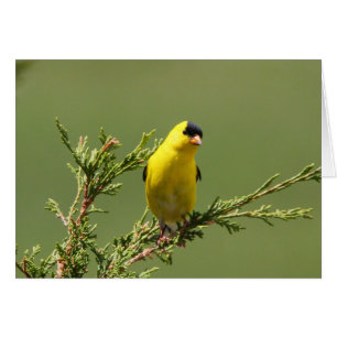 American Goldfinch