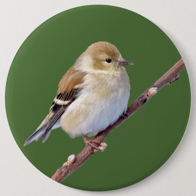 American Goldfinch 6 Cm Round Badge (Front)