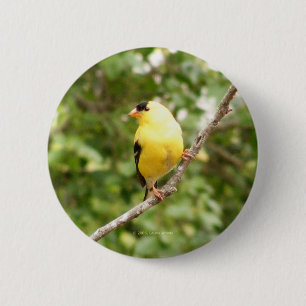 American Goldfinch 6 Cm Round Badge