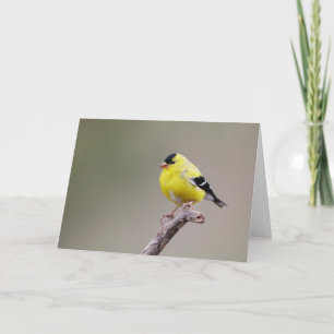 American Goldfinch Bird Card