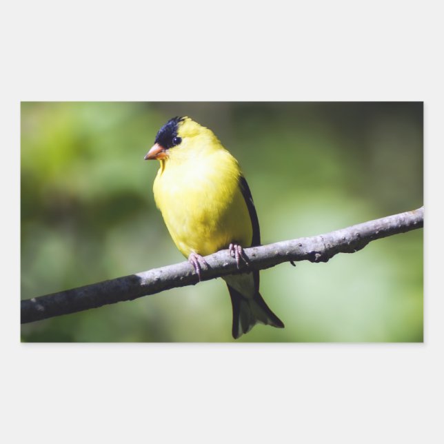 American Goldfinch Bird Rectangle Sticker (Front)