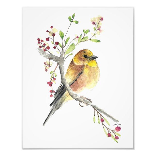 American Goldfinch Bird Watercolor Photo Print (Front)