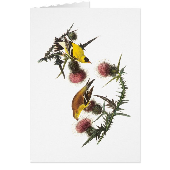 American Goldfinch by Audubon (Front)