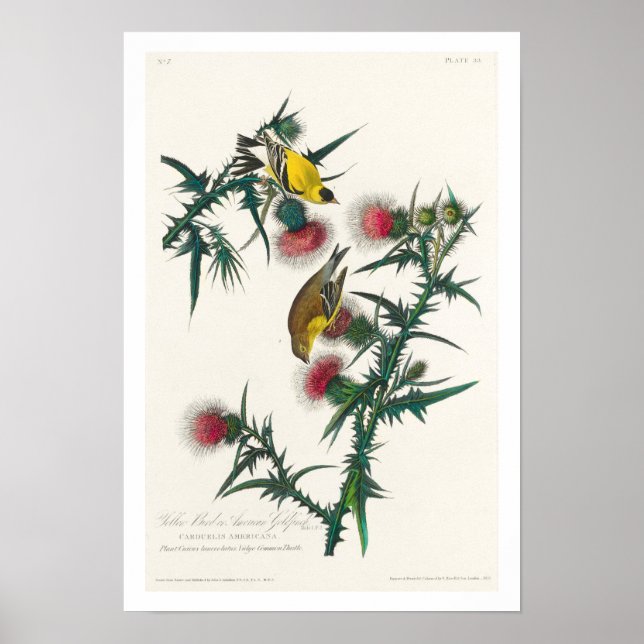 American Goldfinch by Audubon Poster (Front)