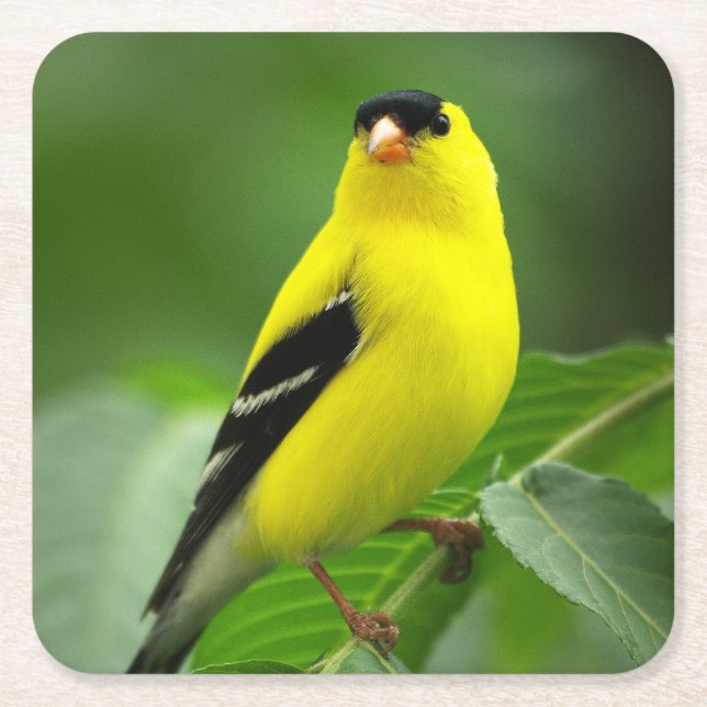 American Goldfinch Drink Coaster (Front)