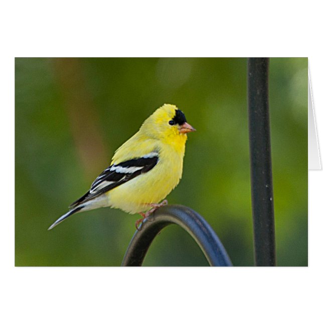 American Goldfinch - Frameable Art Card (Front Horizontal)