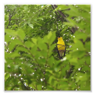 American Goldfinch Framed By Leaves Photo Print