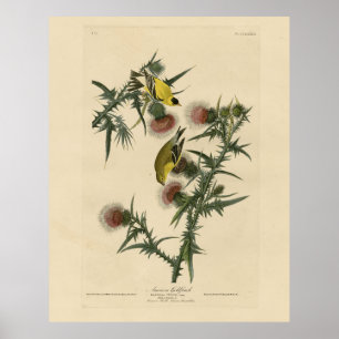 American Goldfinch from Audubon's Birds of America Poster
