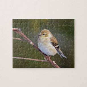 American Goldfinch Jigsaw Puzzle