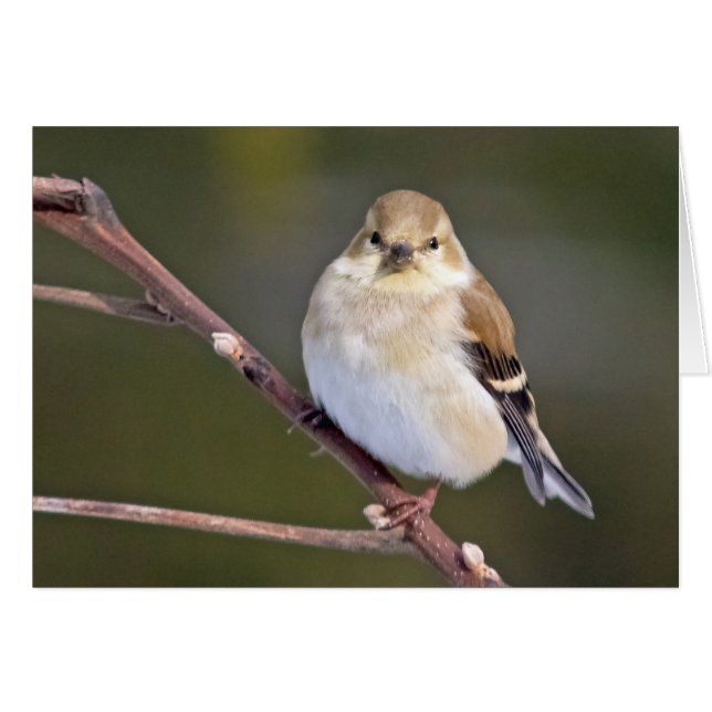 American Goldfinch Looking At You (Front Horizontal)