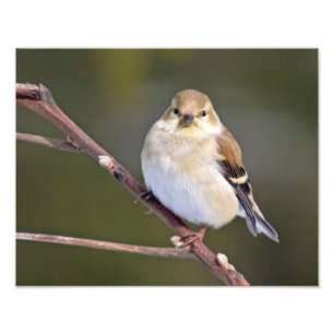 American Goldfinch Looking At You Photo Print