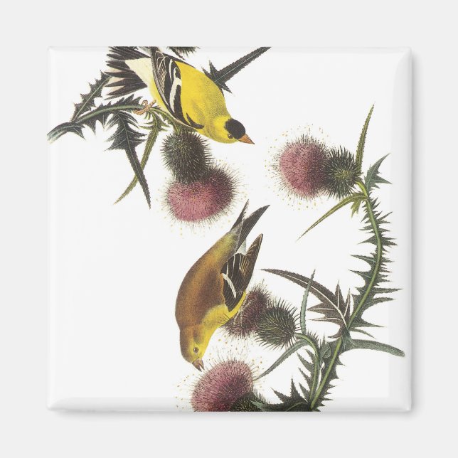 American Goldfinch Magnet (Front)