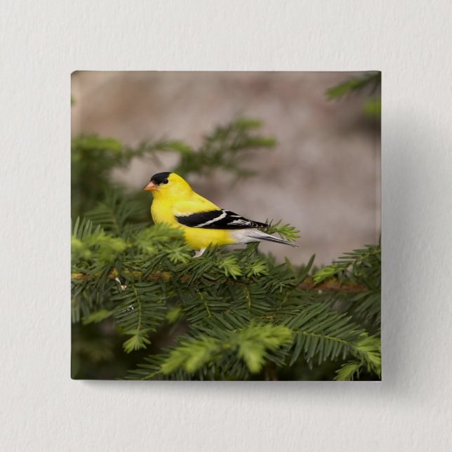 American Goldfinch male in a tree 15 Cm Square Badge (Front)