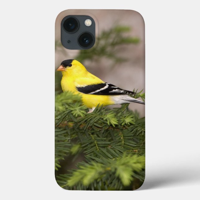 American Goldfinch male in a tree Case-Mate iPhone Case (Back)