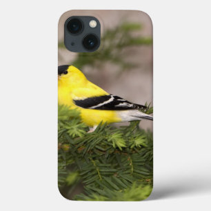American Goldfinch male in a tree iPhone 13 Case