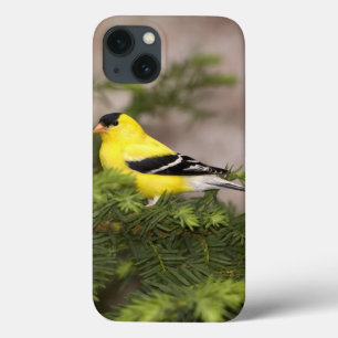 American Goldfinch male in a tree iPhone 13 Case