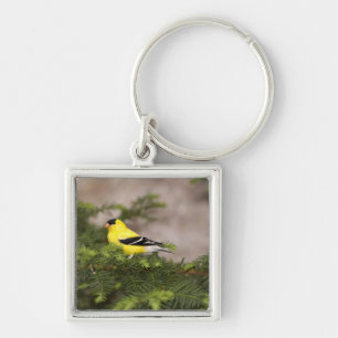American Goldfinch male in a tree Key Ring