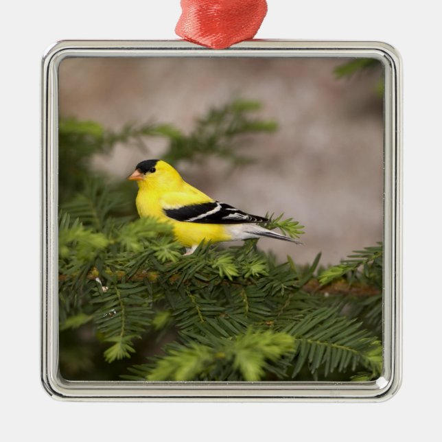 American Goldfinch male in a tree Metal Tree Decoration (Front)