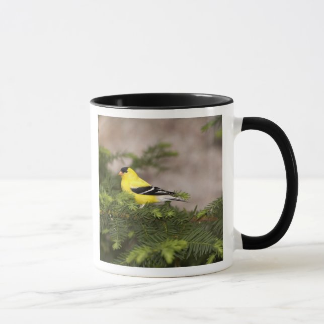 American Goldfinch male in a tree Mug (Right)