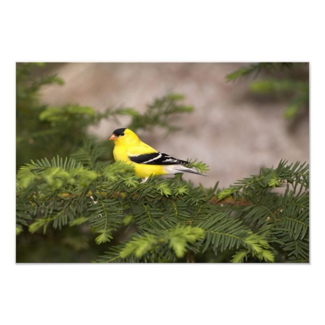 American Goldfinch male in a tree Photo Print (Front)