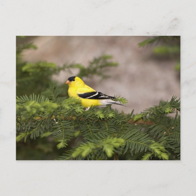 American Goldfinch male in a tree Postcard (Front)