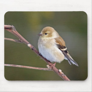 American Goldfinch Mouse Mat
