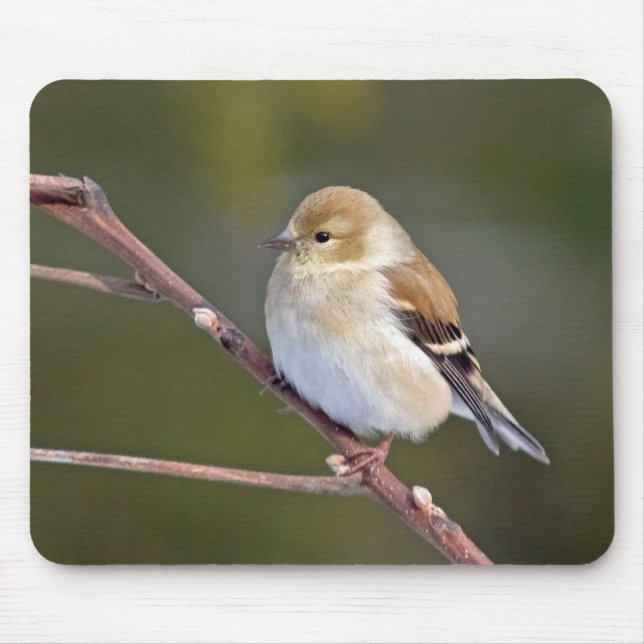 American Goldfinch Mouse Mat (Front)
