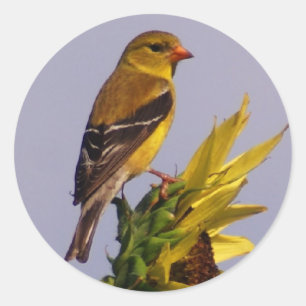 American Goldfinch on Sunflower Classic Round Sticker