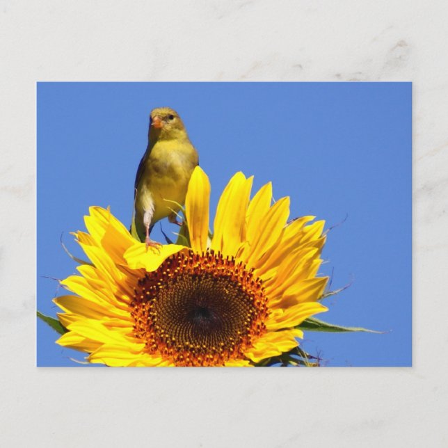American Goldfinch on Sunflower Postcard (Front)