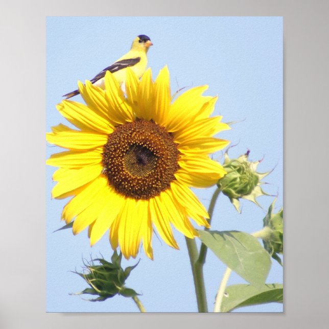 American Goldfinch on Sunflower Poster (Front)
