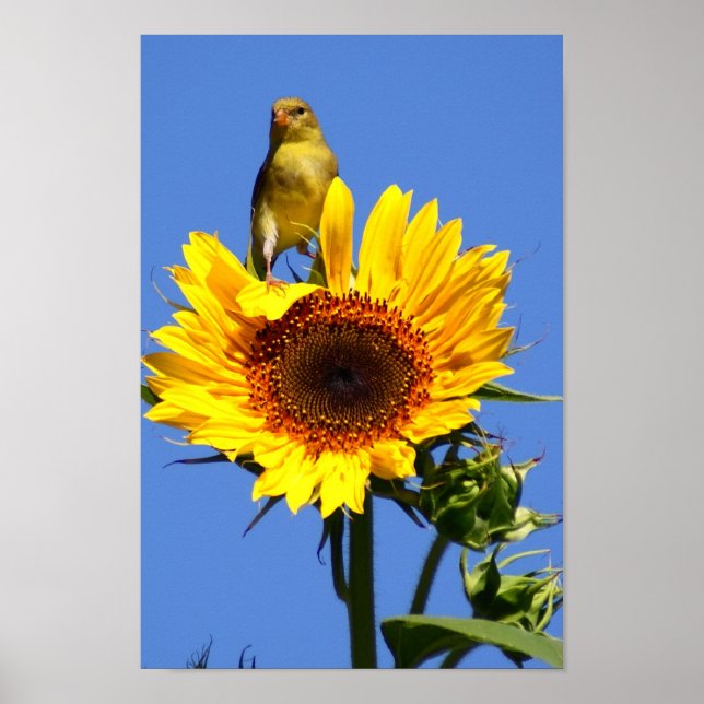 American Goldfinch on Sunflower Poster (Front)
