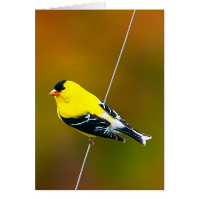 American Goldfinch - Original Photograph (Front)