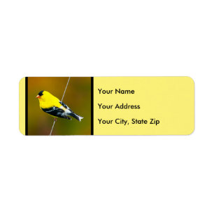 American Goldfinch - Original Photograph