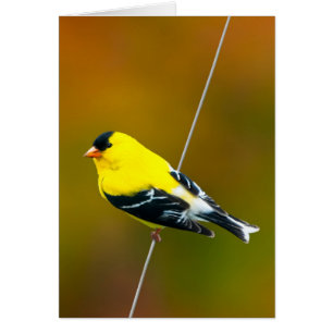 American Goldfinch - Original Photograph