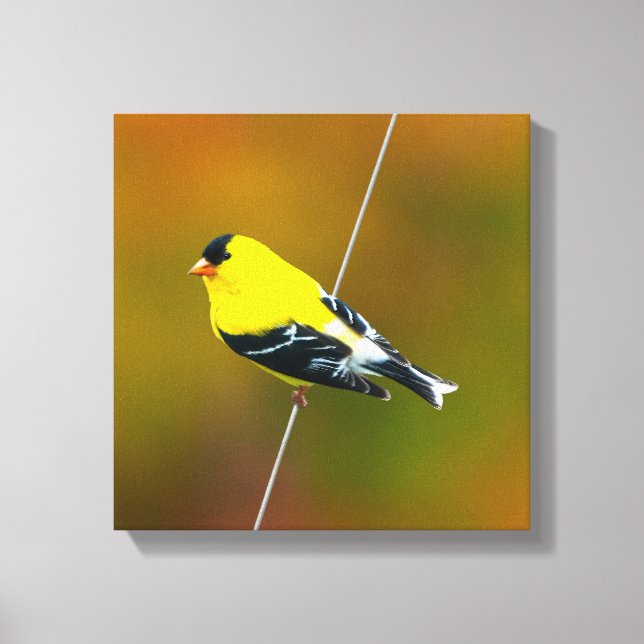 American Goldfinch - Original Photograph Canvas Print (Front)