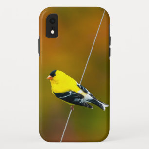 American Goldfinch - Original Photograph iPhone XR Case