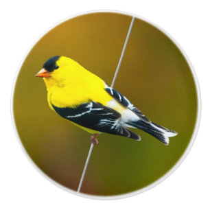 American Goldfinch - Original Photograph Ceramic Knob