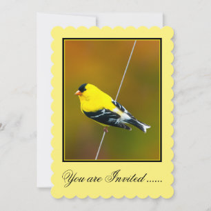 American Goldfinch - Original Photograph Invitation