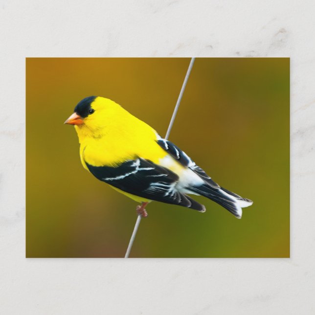 American Goldfinch - Original Photograph Postcard (Front)