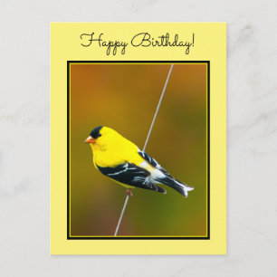 American Goldfinch - Original Photograph Postcard
