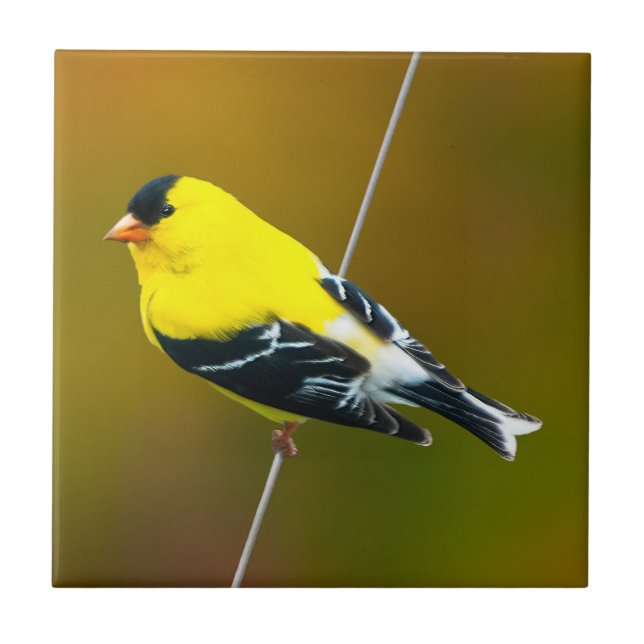 American Goldfinch - Original Photograph Tile (Front)