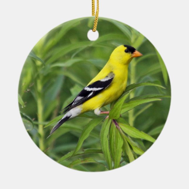 American Goldfinch Ornament (Front)