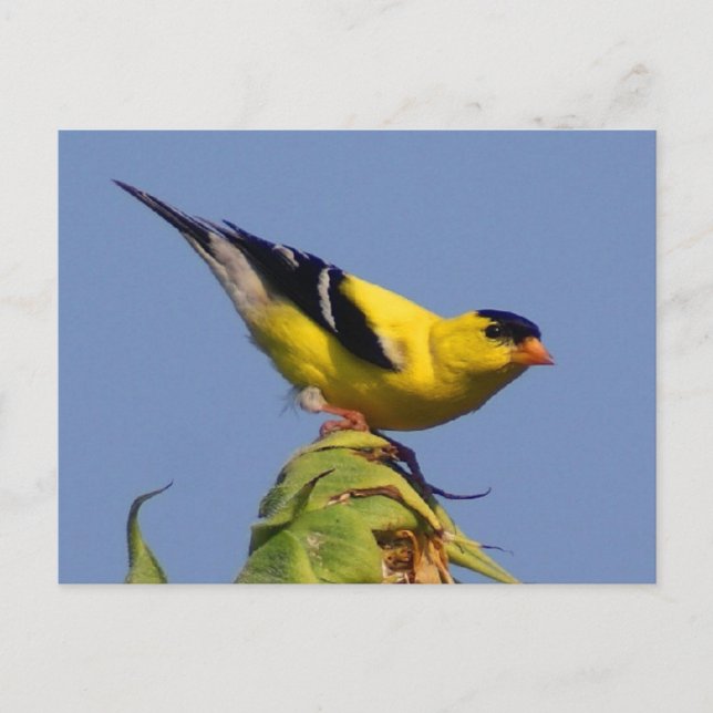 American Goldfinch Postcard (Front)
