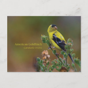 American Goldfinch Postcard