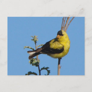 American Goldfinch postcard